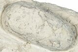 Eocene Fossil Crocodile Egg - Bouxwiller, France #293161-1